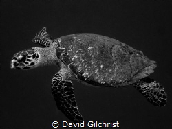 Hawksbill Turtle(Eretmochelys imbricata)
Roatan, Honduras by David Gilchrist 